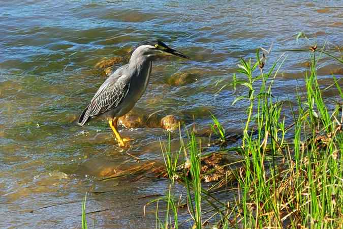 绿鹭的栖息地(密云潮白河畔)