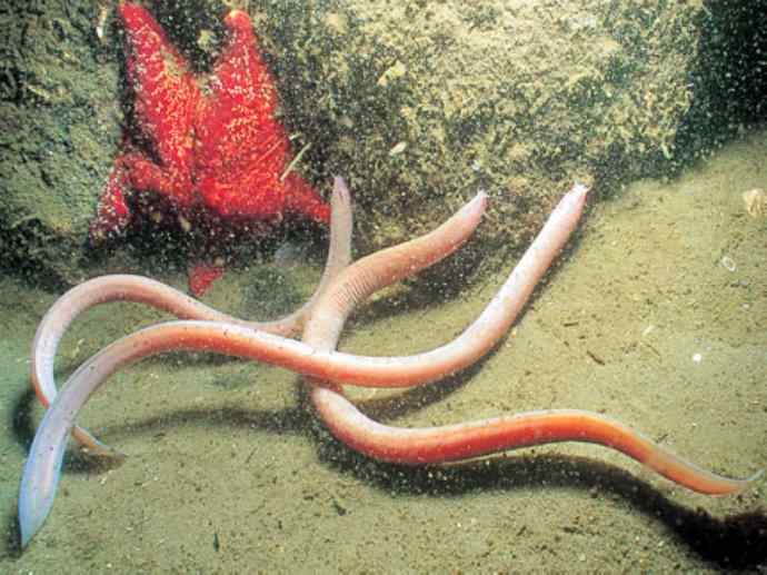 鱼类活化石：盲鳗