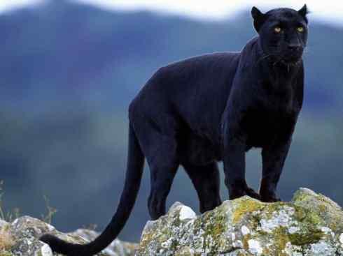 白虎：传说的兽原型探秘（美洲虎）