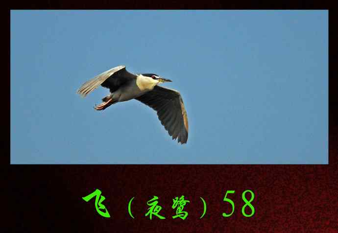 北京动物园的鸟类——飞（夜鹭）58