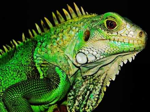 自然奇观：动物大迁徙(绿鬣蜥）