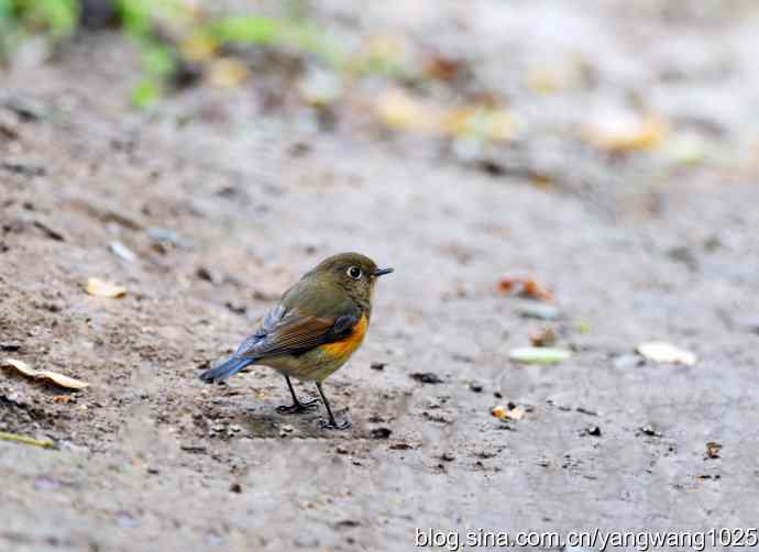 雌性红胁蓝尾鸲（3）