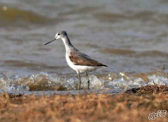 官厅水库&nbsp;wbr路&nbsp;wbr鹤鹬和青脚鹬