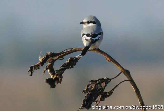 灰斑鸻和楔尾伯劳