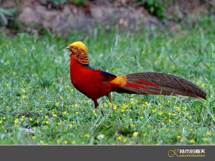 洋县拍鸟：红腹锦鸡
