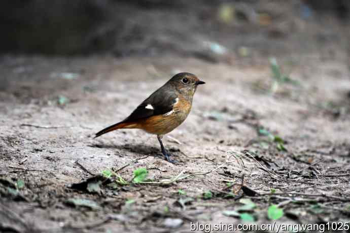 雌性北红尾鸲(2) 雌性北红尾鸲(2)
