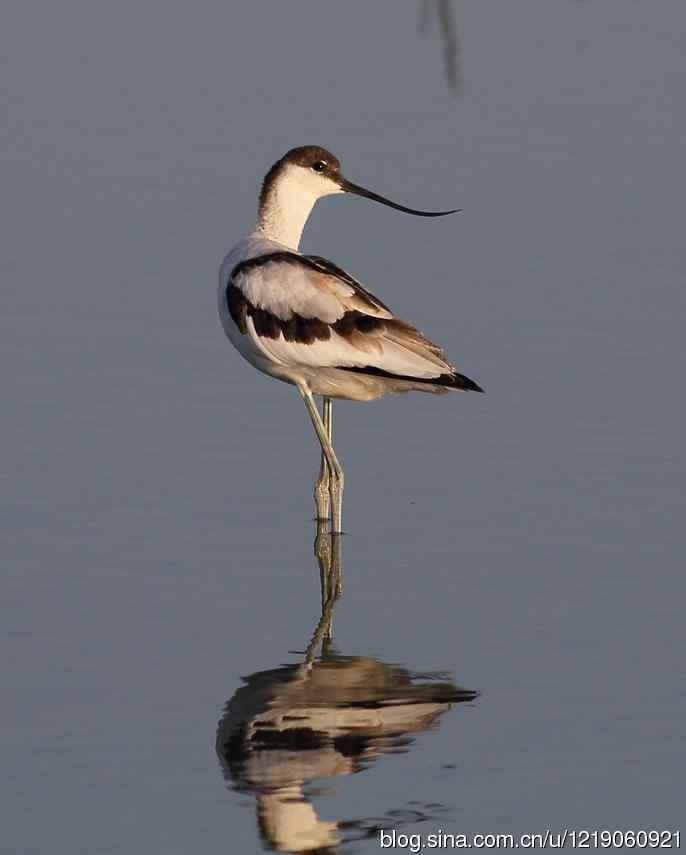 内蒙古鸟类摄影——反嘴鹬