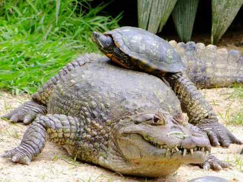 龙:传说的兽原型探秘(短吻鳄类) 龙:传说的兽原型探秘(短吻鳄类)