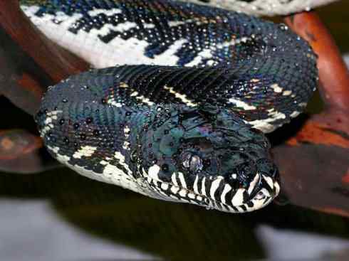 龙：传说的兽原型探秘（树蟒类）