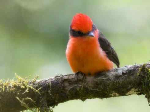 极品红色鸟类:朱红霸鶲 极品红色鸟类:朱红霸鶲