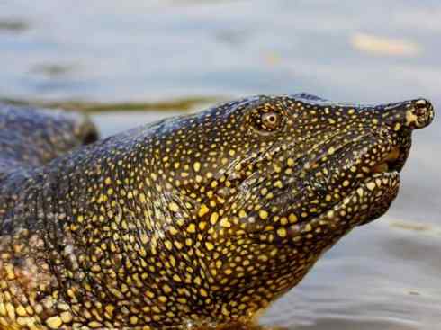 玄武：传说的兽原型探秘（鳖）