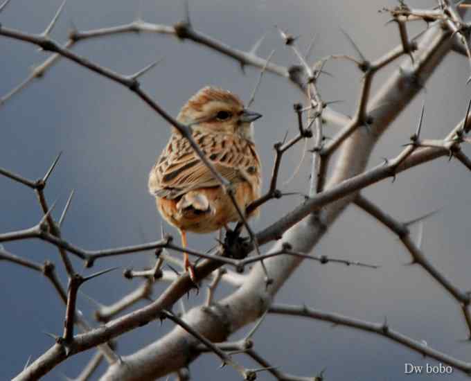戈氏岩鹀 wbr大佬模样