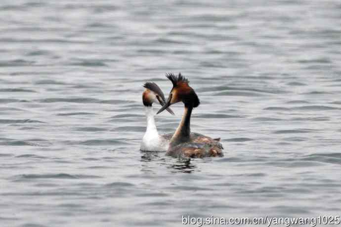 蜜月中的凤头