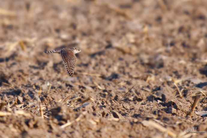 【野鸭湖的鸟】灰背隼 【野鸭湖的鸟】灰背隼