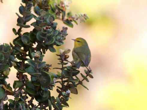 极品红色鸟类：镰嘴管舌鸟