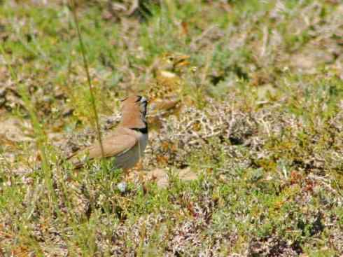 家禽驯化之源之二十八