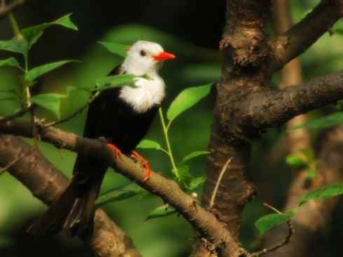 白头鸟系列:另类的美丽（黑短脚鹎）