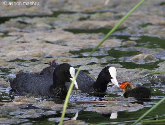 鸟与史料——白冠鸡（骨顶鸡、白骨顶）