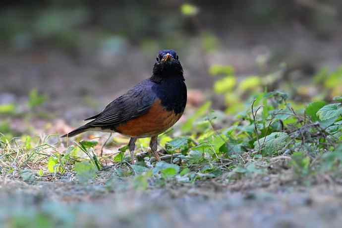 【新鸟】黑胸鸫和乌灰鸫 【新鸟】黑胸鸫和乌灰鸫