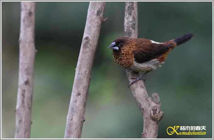 白腰文鸟一组【照片】