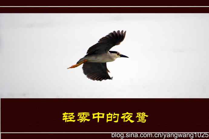 轻雾中的夜鹭--北京洼里南口的鸟类