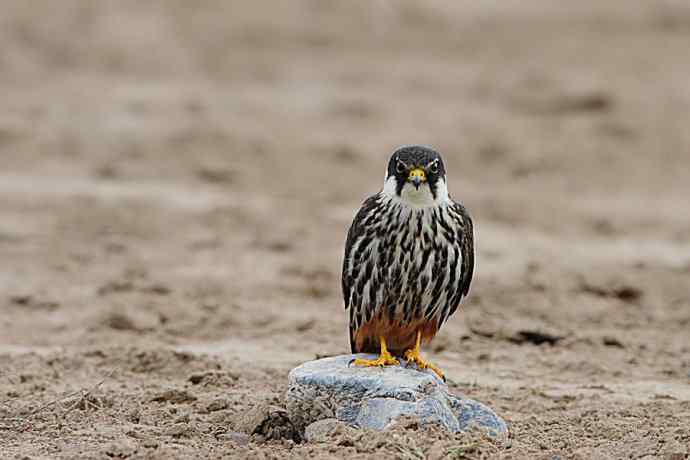 狂野周末鈥斺斆颓萜ㄅ级舭妫