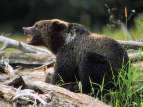 十大喜食蜂蜜动物：棕熊