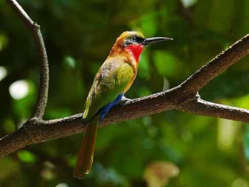 绝色攀禽:佛法僧目之蜂虎4 绝色攀禽:佛法僧目之蜂虎4