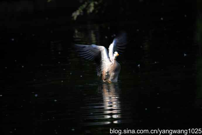 北京动物园的鸟类——游水的斑头雁与翘鼻麻鸭