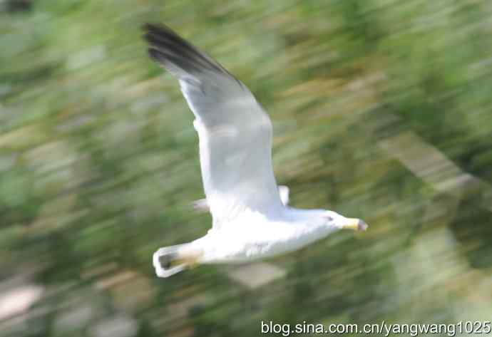 海鸥（抓拍）