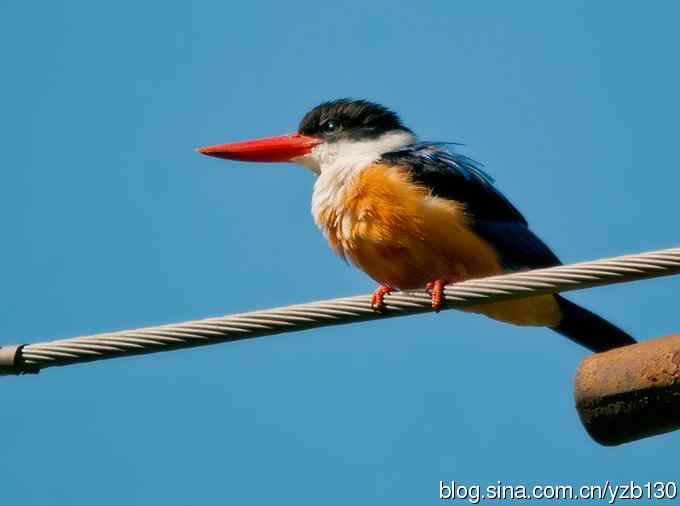 初次觐见幽州蓝妃（组图，12张图片）