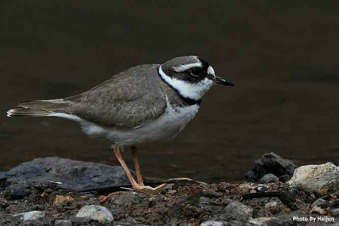 白河湾邂逅长嘴剑鸻
