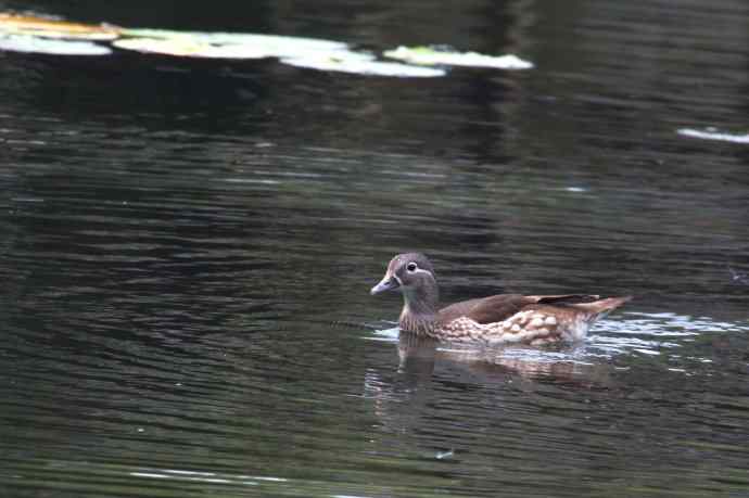 摄鸟拾趣 wbr鸳鸯的再邂逅（亚成）2012.06