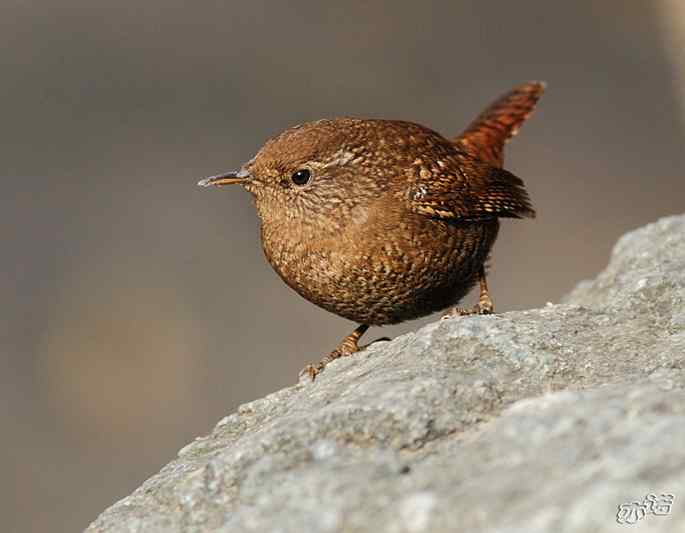 北京植物园&nbsp;wbr路&nbsp;wbr鹪（jiao）鹩（liao）