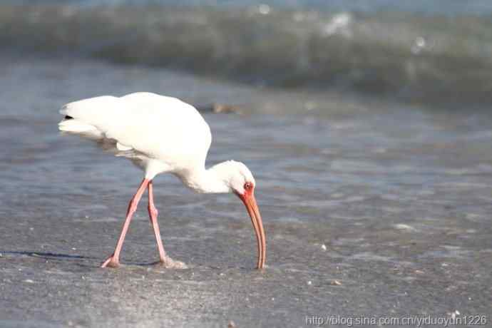 观鸟天堂Sanibel岛 追逐海浪的美洲白鹮