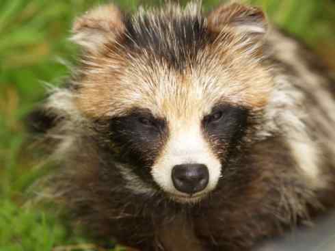 犬科:犬亚科犬属之貉 犬科:犬亚科犬属之貉