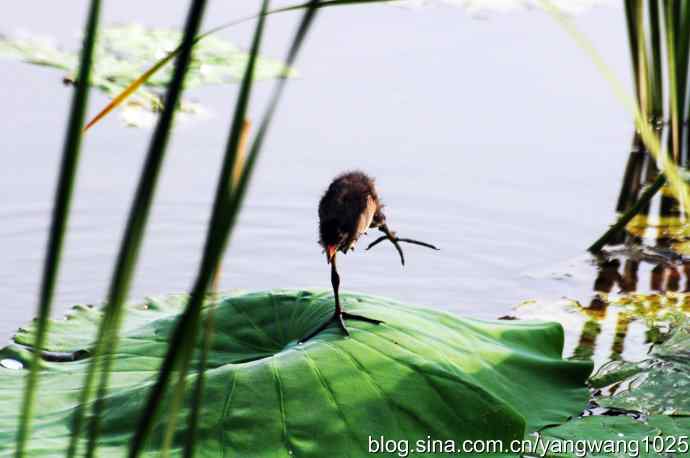 小小黑水鸡 小小黑水鸡
