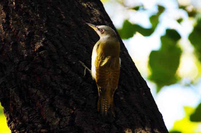 雌性灰头绿啄木鸟