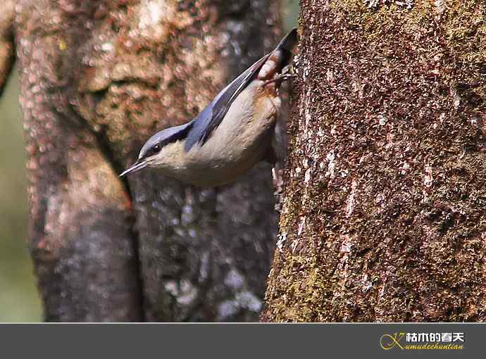 腾冲拍鸟：黄腹扇尾鹟、栗腹shi、栗臀shi