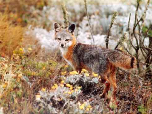 狈：传说的兽原型探秘（狐）