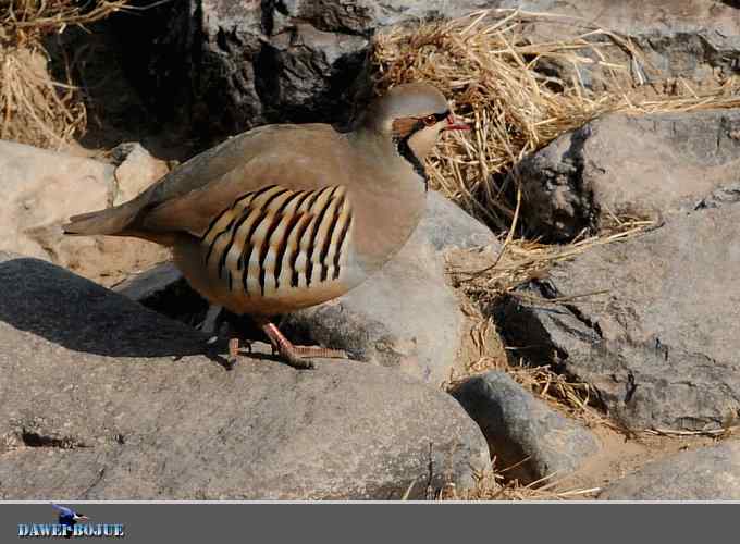 龙年鸡翔：初四拍石鸡