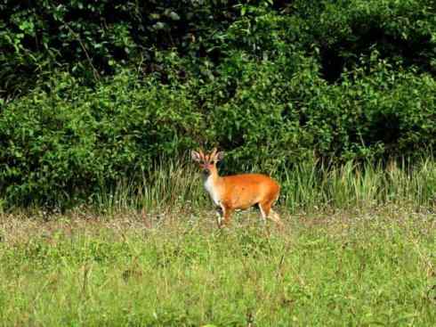 麒麟：传说的兽原型探秘（麂）