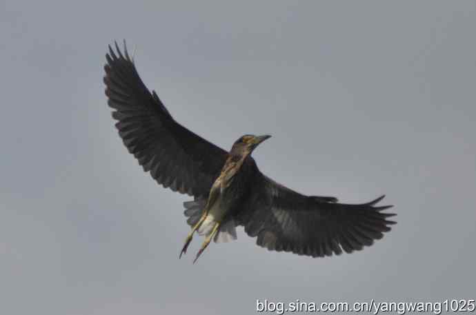 夜鹭（大丽抓拍）