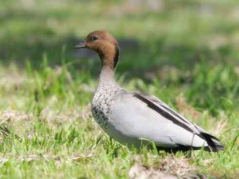 家禽驯化之源之十一