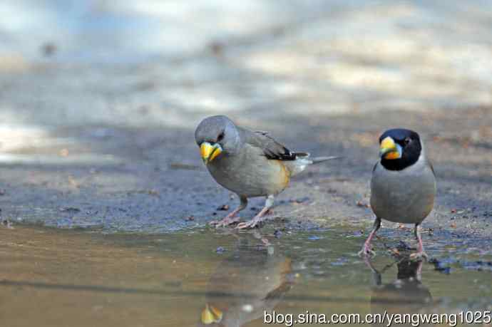 饮水的黑尾蜡嘴雀(1) 饮水的黑尾蜡嘴雀(1)
