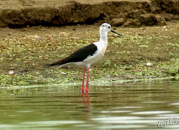 北京沙河拍鸟——黑翅长脚鹬和扇尾沙锥
