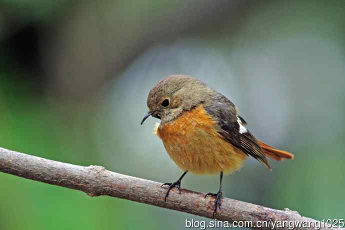 折断下嘴的鸟儿（雌性北红尾鸲）