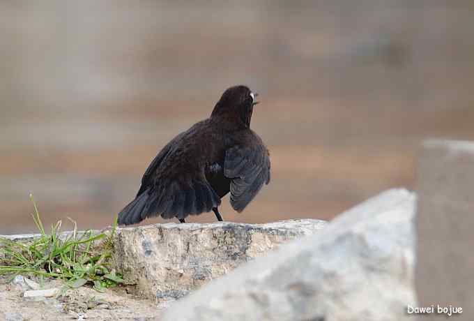 翩然红翅和十渡的那些鸟