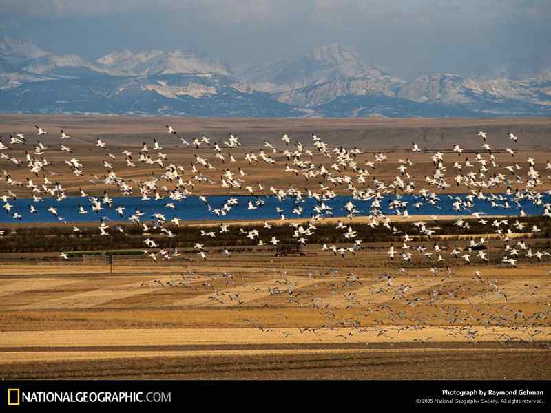 美国国家地理经典鸟类摄影图片精选 美国国家地理经典鸟类摄影图片精选