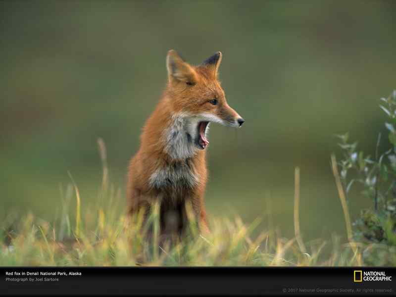 好看的动物图片(4) 好看的动物图片(4)